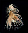 betta fish  siamese fighting fish isolated on black background