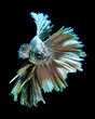 betta fish, siamese fighting fish on black background
