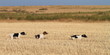 pointer pedigree dogs