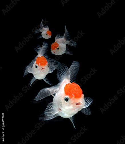 Photo: goldfish on black background goldfish on black background