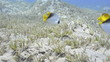 Masked butterfly fish