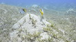 Masked butterfly fish