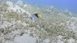 Masked butterfly fish