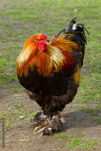 Photo: Colorful rooster on a farm Colorful rooster on a farm