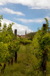 French vineyard