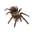 Tarantula Tarantula
