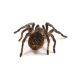Tarantula