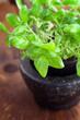 Basil Basil
