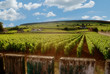 Burgundy vineyard