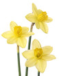 three daffodils isolated over white background