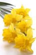 yellow daffodils on white background
