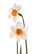 two daffodils on white background