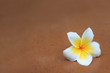 white and yellow frangipani flowers on brown sand stone