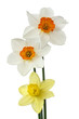 three daffodils on white background