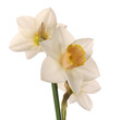 three daffodils on white background three daffodils on white background