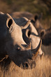 Grazing rhino