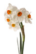 white orange daffodils on white background