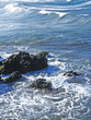 wild sea wild sea