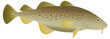 cod fish