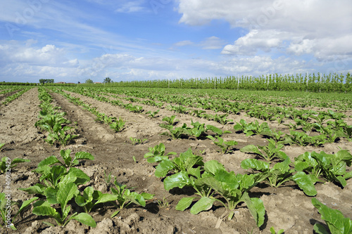 Photo: Agricoltura barbabietole Agricoltura barbabietole