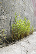 Foto: Betonpflanzen 2 - TLerch Betonpflanzen 2 - TLerch