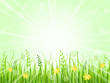 Beautiful green meadow Beautiful green meadow
