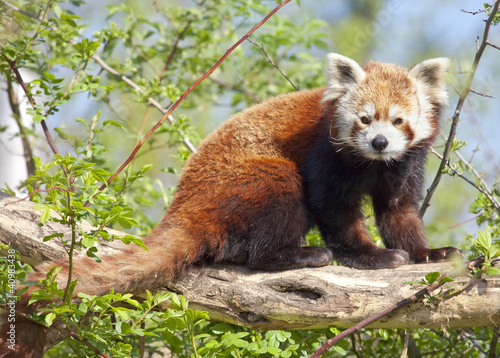 Photo: Red panda or shining cat Red panda or shining cat