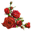 Decorations of red roses blooms