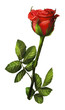 Decorations of red roses blooms