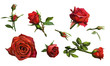 Decorations of red roses blooms