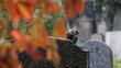 Stone on Jewish graveyard at winter