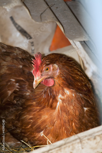 Photo: hen on a nest of straw hen on a nest of straw