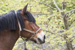 cheval