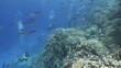 School of blue fusilier fish