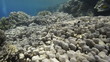 POV of a scuba diver swimming over a Pristine coral