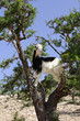 CHEVRE ARBORICOLE