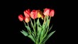 Blooming tulips on the black background, timelapse Blooming tulips on the black background, timelapse