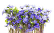 Border from first springs flowers