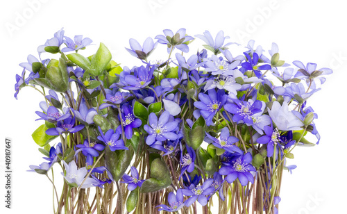 Photo: Border from first springs flowers Border from first springs flowers