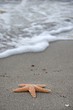 Lonelt star