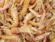Cigalas, nephrops norvegicus. Cigalas, nephrops norvegicus.