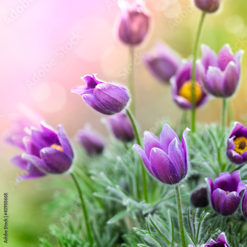 Photo: Purple Spring Flowers Purple Spring Flowers