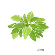 Variegated host