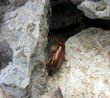 Scarabée doré