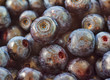 BlueBerries