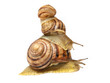Three snails.Isolated.