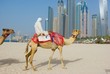 Dubai Camel on the town scape backround, United Arab Emirates..
