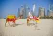 Camel on Beach in Dubai at the urban background