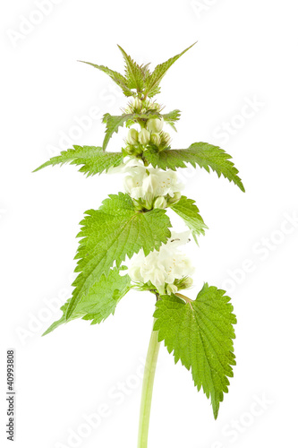 Photo: White dead-nettle (Lamium album), on white background. White dead-nettle (Lamium album), on white background.