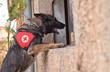 rescue dog